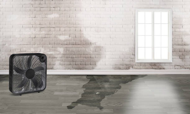 Best Water damage restoration process  in Clayton, IN